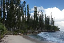 Araucaria "pines" on Kuto Peninsula